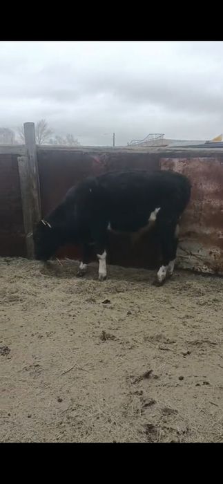 Тайынша сатам!!!