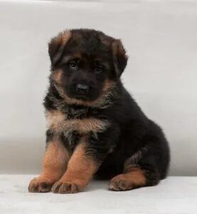 Немецкая овчарка,вязка