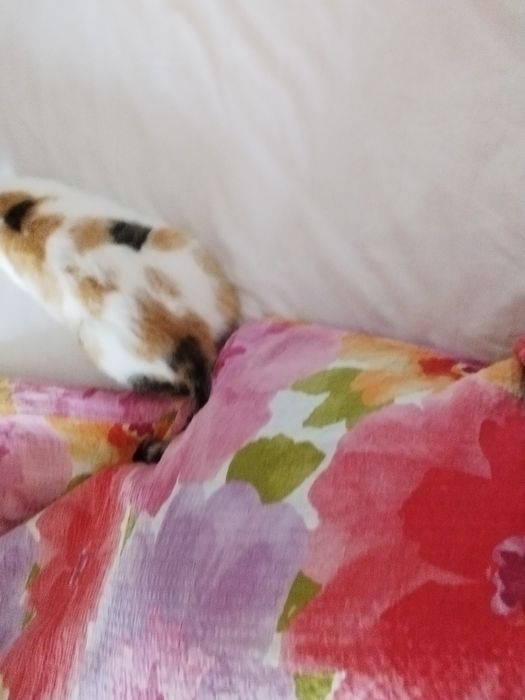 Подарява се kотенце - Казанлък