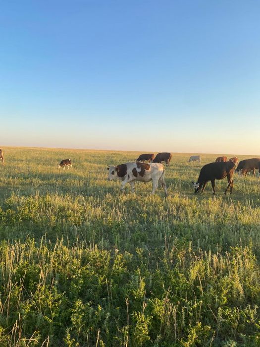 Продам скот корова и бычки