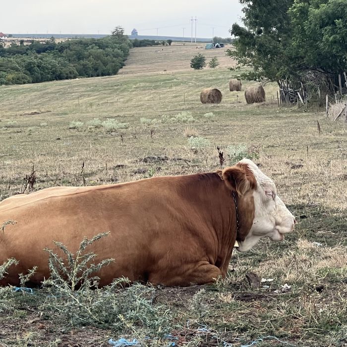 Vand juninca  2 ani / Baltata romaneasca