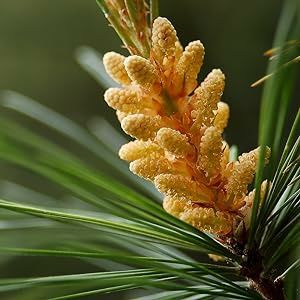 Боров прашец суров веган , Български