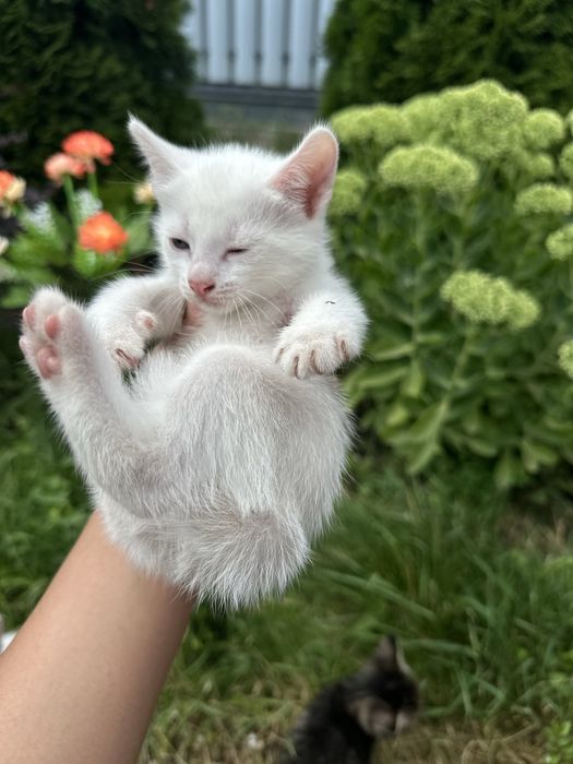 Продам котят 2 мальчика 1 девочка