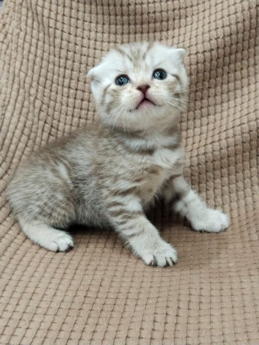 Шотландский мальчик