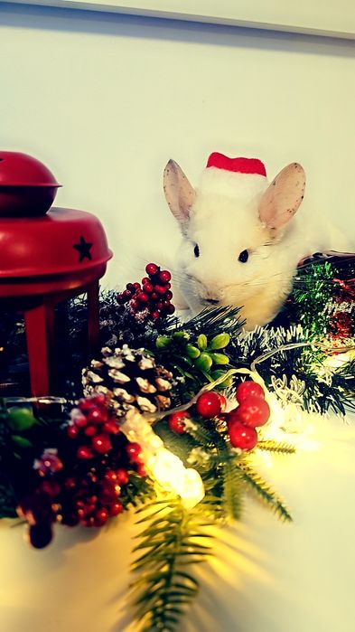 Vand Chinchilla albă