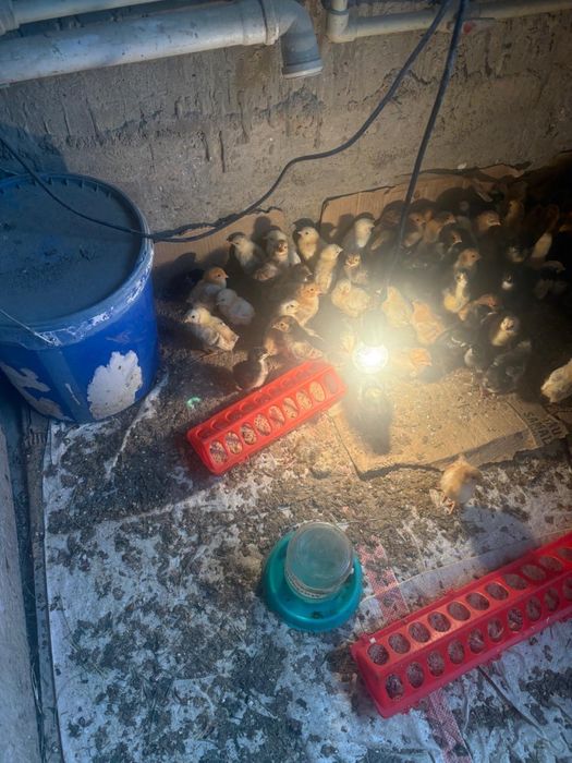 Продается цыплята