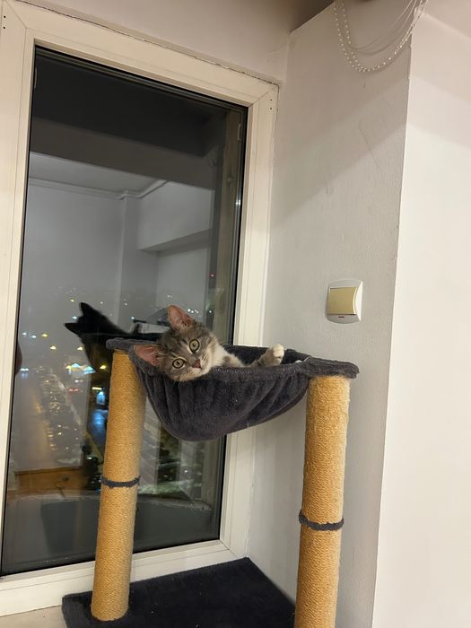 Dau o pisicuță de 3 luni