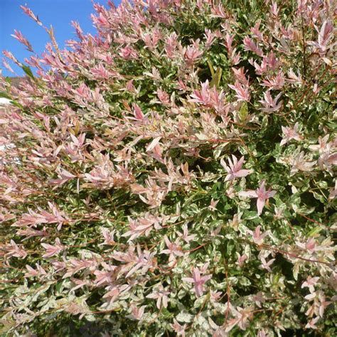 Salcie japoneza Salix integra Hakura