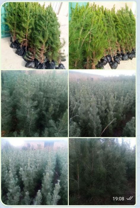 Sasna kuchat oluvchilar bormi