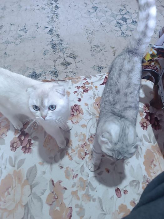 Котёнок продаётся