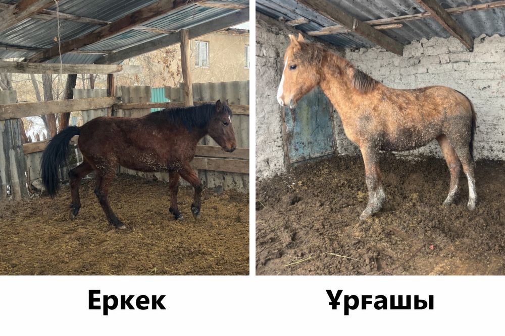 Байлаңған полтарашкалар сатылады, жылқы