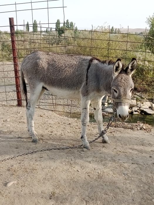 Осёл продается 1.5 год