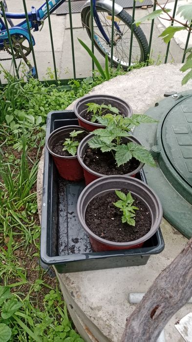 Саженцы ежевики.