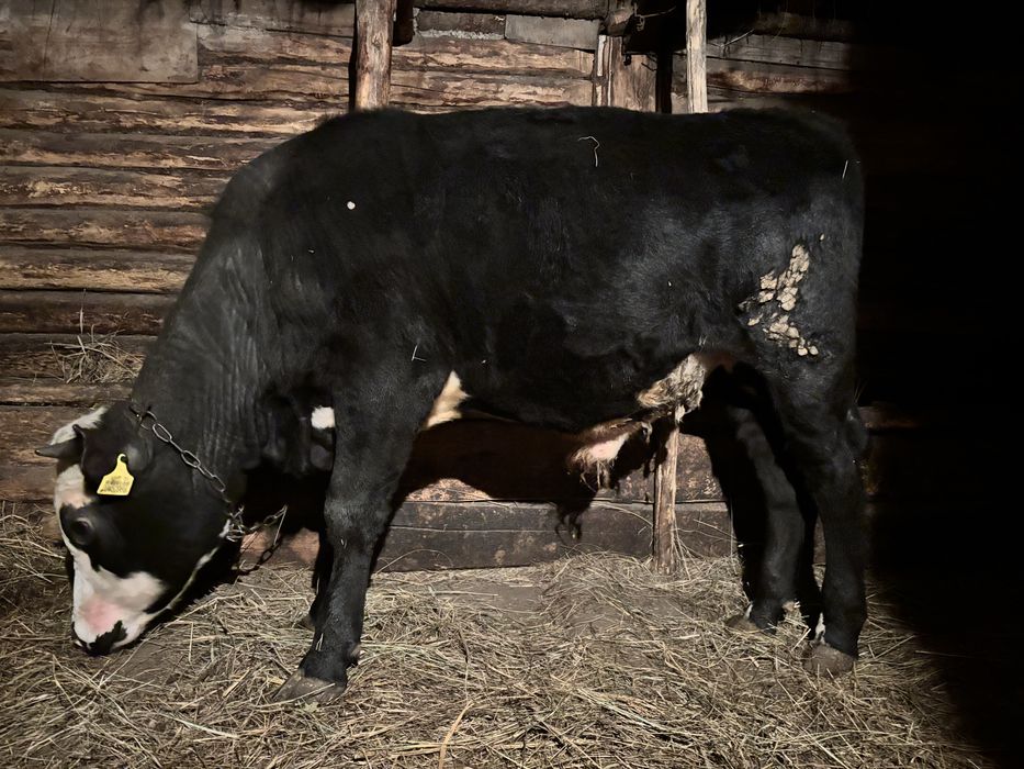 Продам бычков стоит на откорме