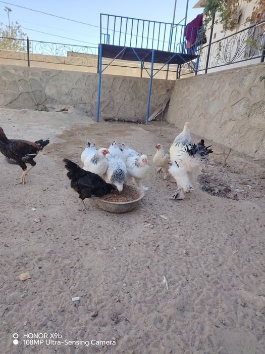 Bramma tovuqlari sotiladi