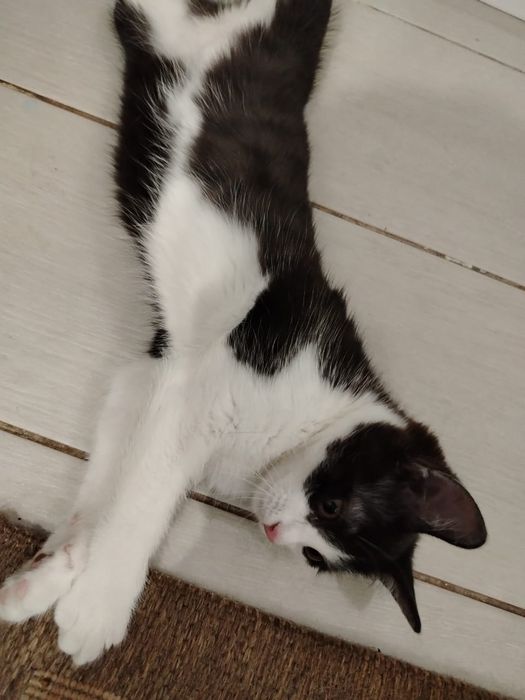 Продам котенка, девочка, чернышка