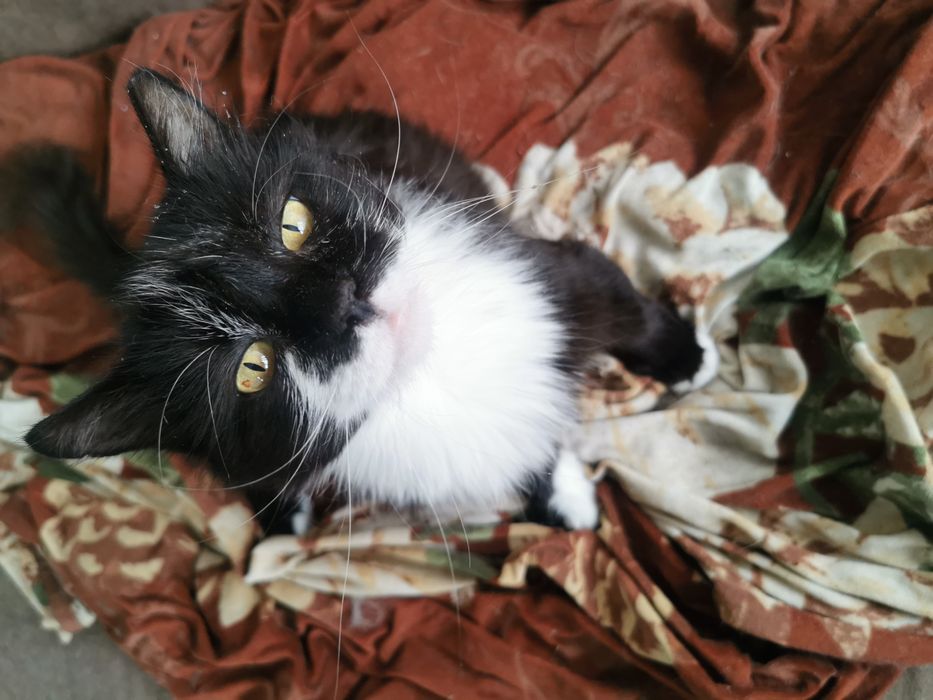 Котка за осиновяване