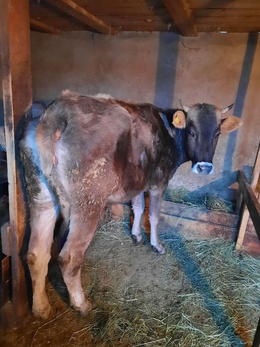 Корова Алатауская порода