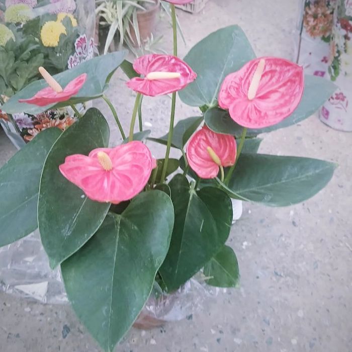 Tabiiy tuvakliy gullar sotiladi