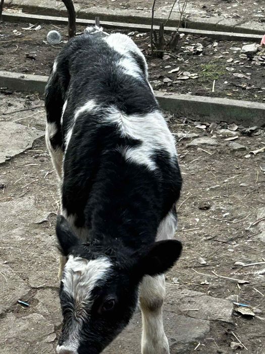 Vând un tăuraș belgian