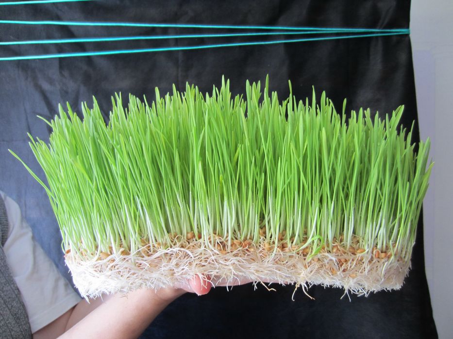 Гидропонный кормовой ячмень