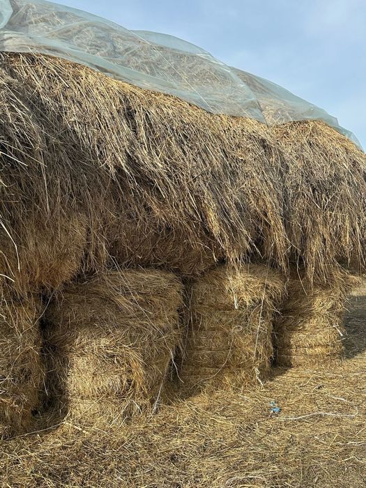 Продам сено в рулонах