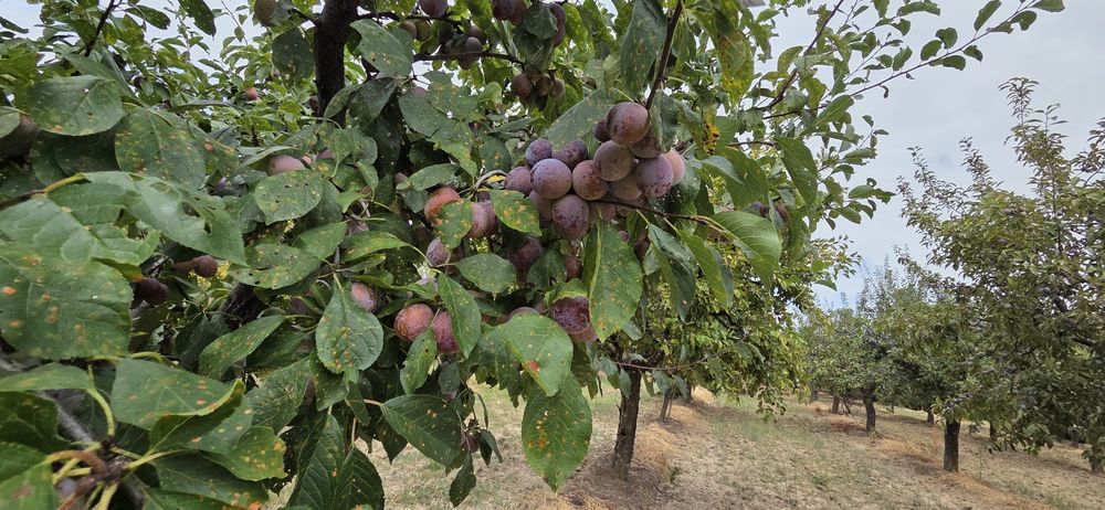 Prune de vanzare