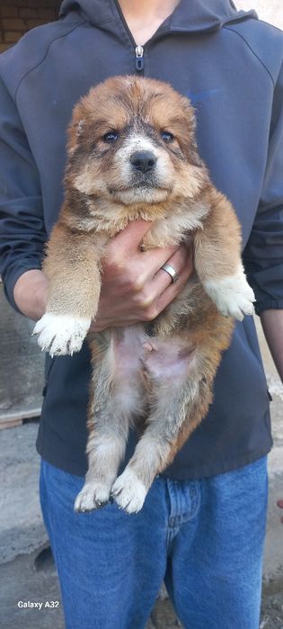 Алабай боласи сотилади эркаг 800000.сум