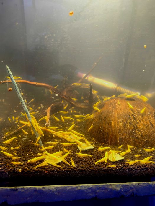 Скариди чери (неокаридина)