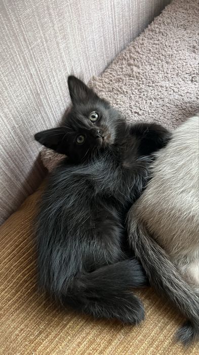 Котята ищут добрый дом