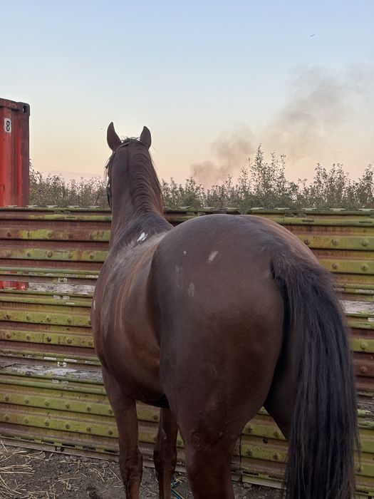 Продам Дончак Жеребец