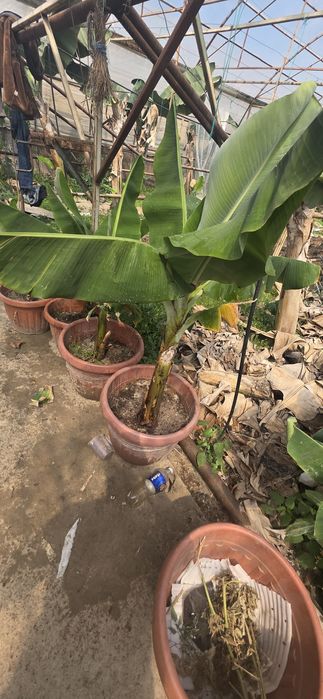 Banan koʻchati xaqiqiy