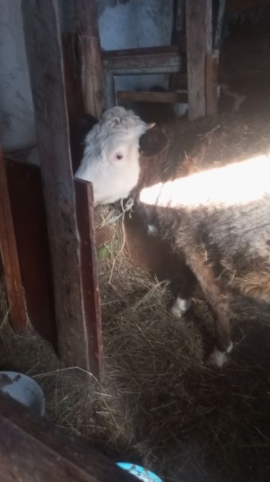 Продам.. Перво телок...