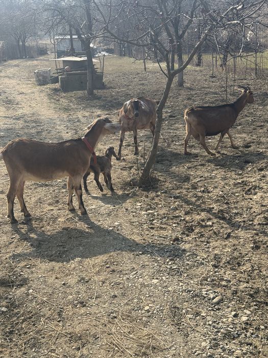Capre anglonubian si alpina franceza