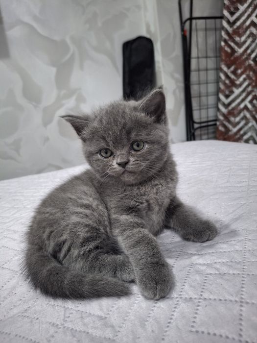 Британские котята