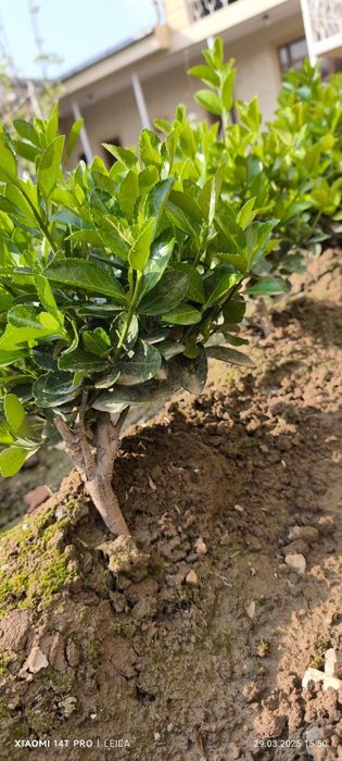 Бересклет, ландшафтный