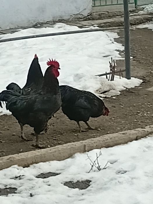 Петухи 2025 молодняк