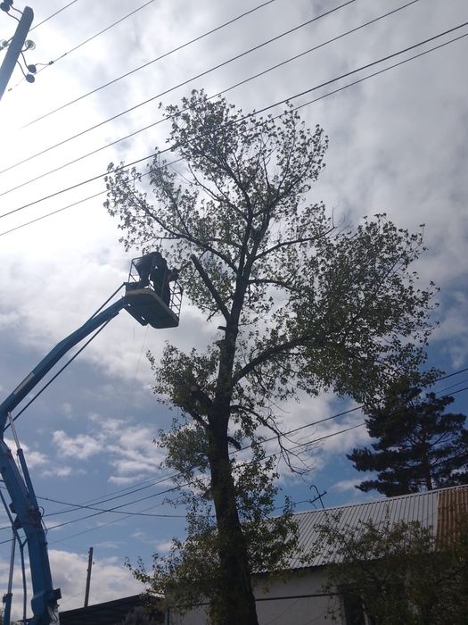 Услуги спил деревьев