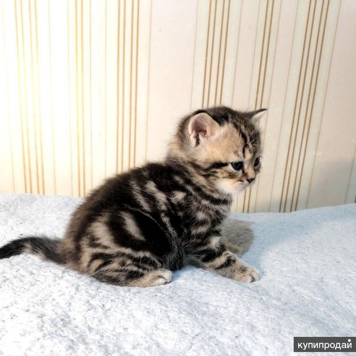 Забавная бриташка