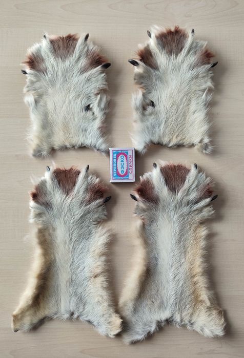 Волк, лапы волка