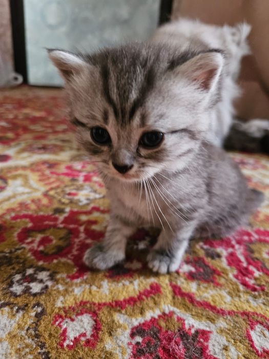 Котята персы отдам в добрые руки