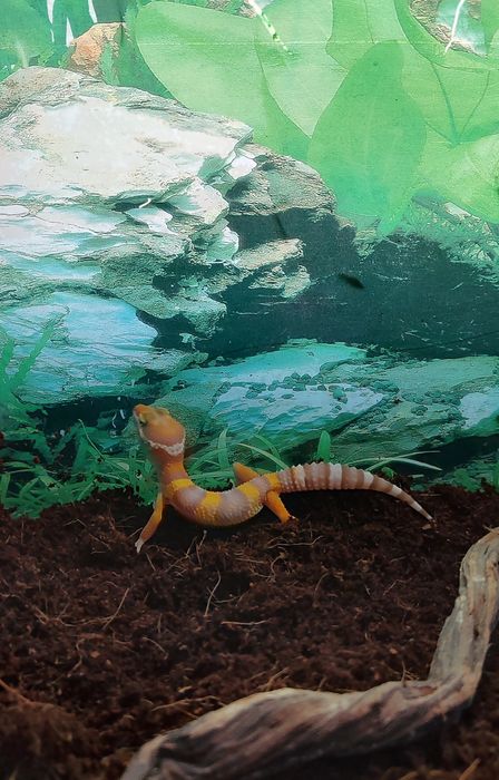 Эублефар. Малыш. Продается.