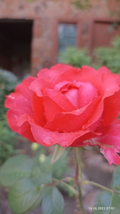 Саженцы чёрной смородины