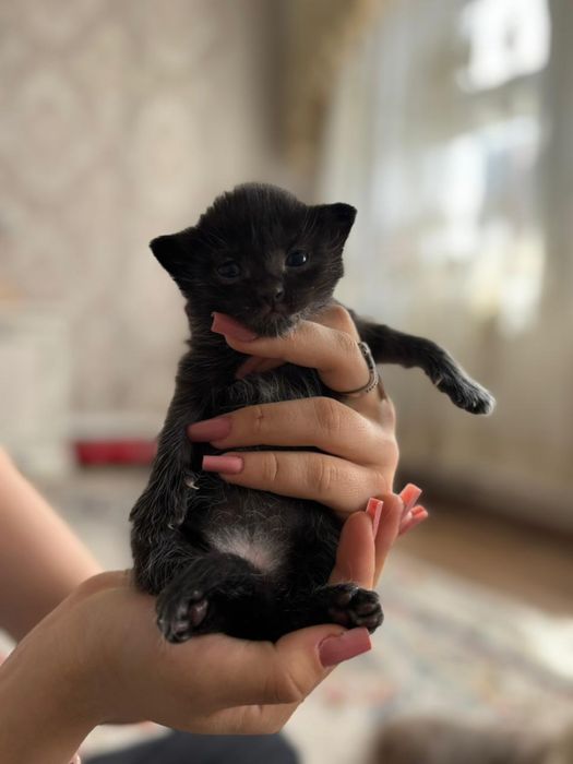 Котята маленькие