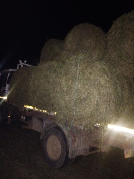 Lucernă ECOLOGICA baloți mari rotunzi 120/120 si 150/120