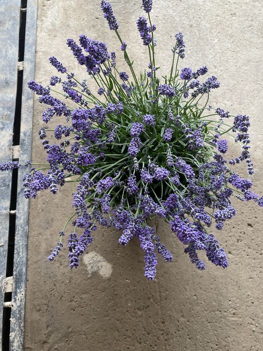 Lavanda fransuzkiy