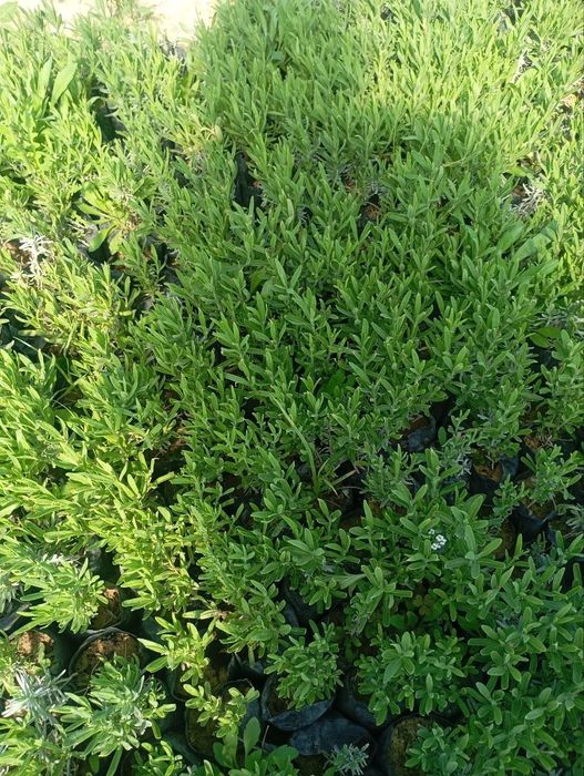 Globus , lavanda ko' chatlari sotuvda bor