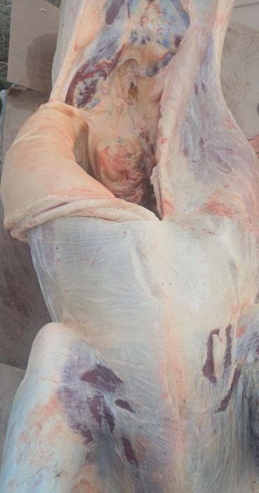 Мясо конина продам 2800