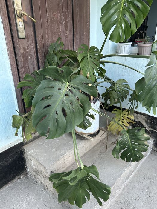 Цветок срочно цветок