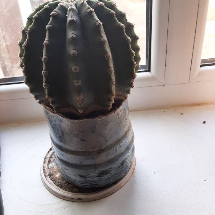 Продажа комнатных растений.